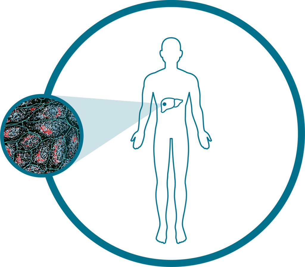 Illustration of human silhouette with a portion of the liver zoomed in to show a tissue sample