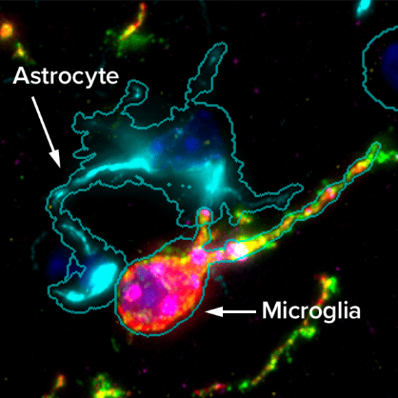 CosMx® Mouse Neuroscience Protein Panel | NanoString