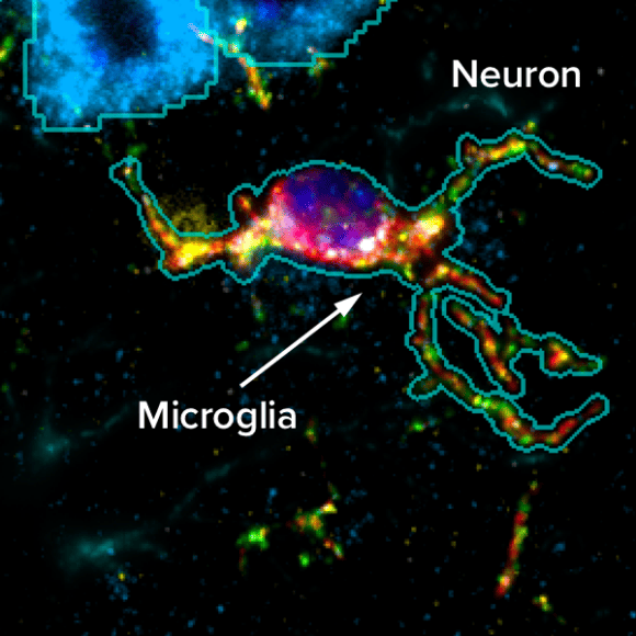 CosMx® Mouse Neuroscience Protein Panel | NanoString