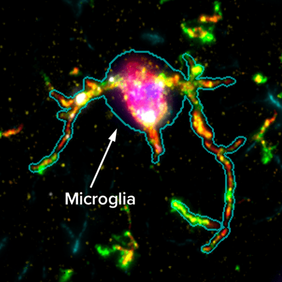 CosMx® Mouse Neuroscience Protein Panel | NanoString