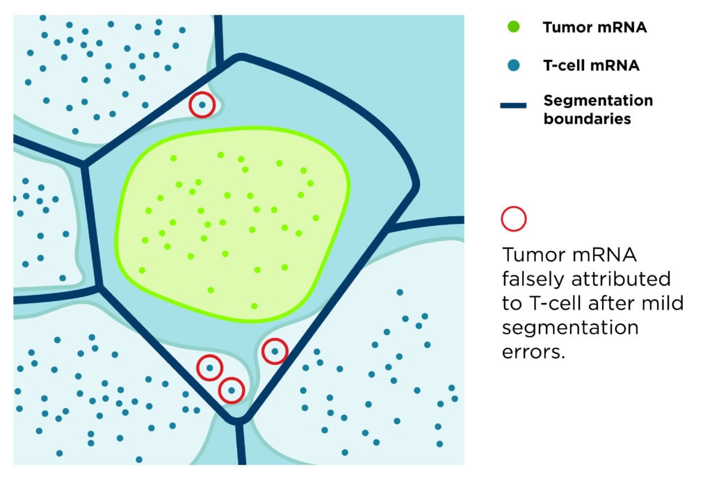 Illustration showing how mRNA can be mis-assigned with incorrect cell boundaries.