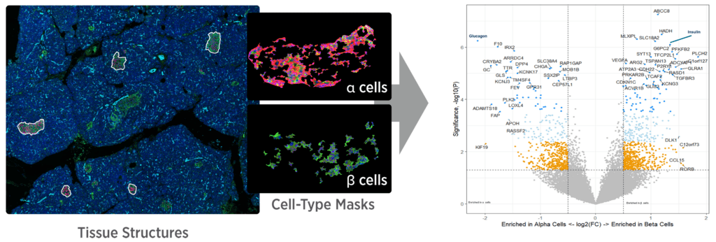 GeoMx tissue structures and cell-type masks leading to a volcano plot