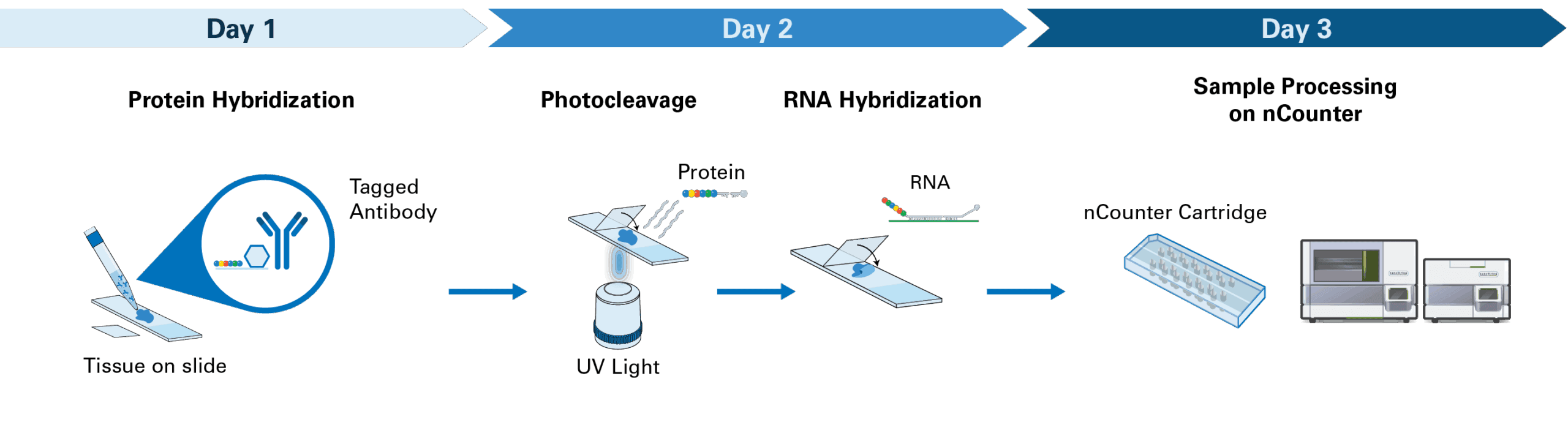 Workflow graphic depiction of nCounter multiomics. Day 1, On-slide protein hybridization with oligo-tagged antibody. Day 2, Photocleavage of tags and RNA hybridization. Day 3, Sample processing on nCounter using a single cartridge.