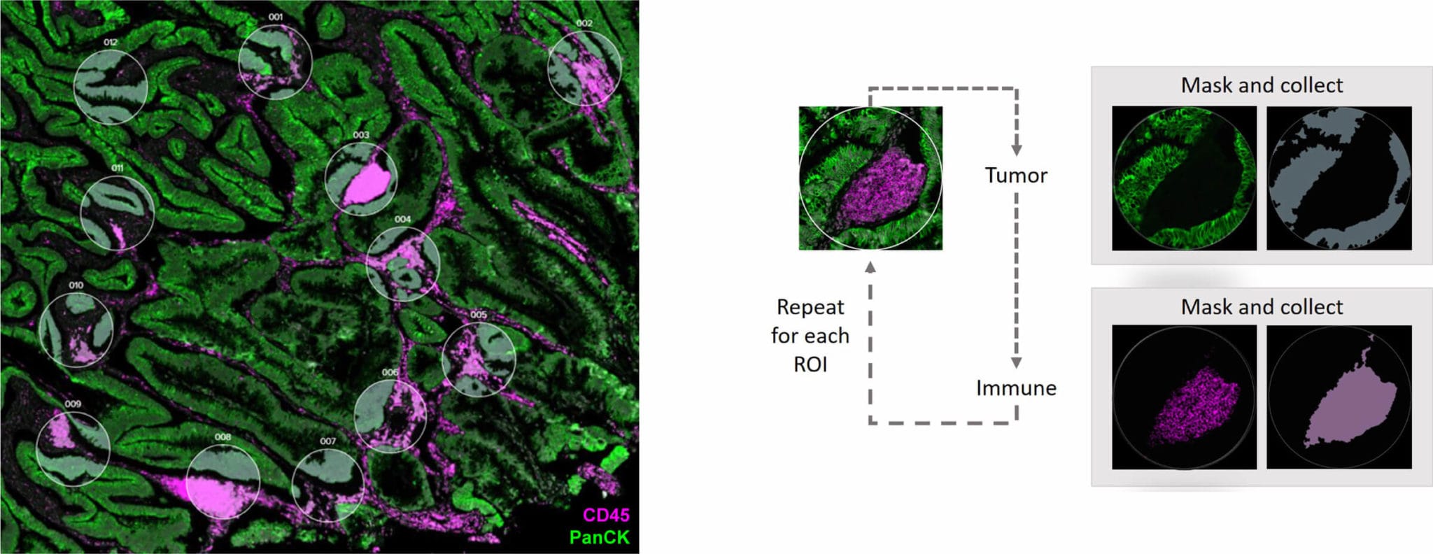 Spatial Proteogenomics | NanoString