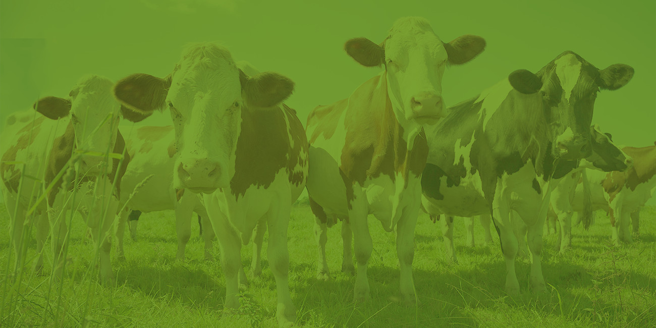 Green cows