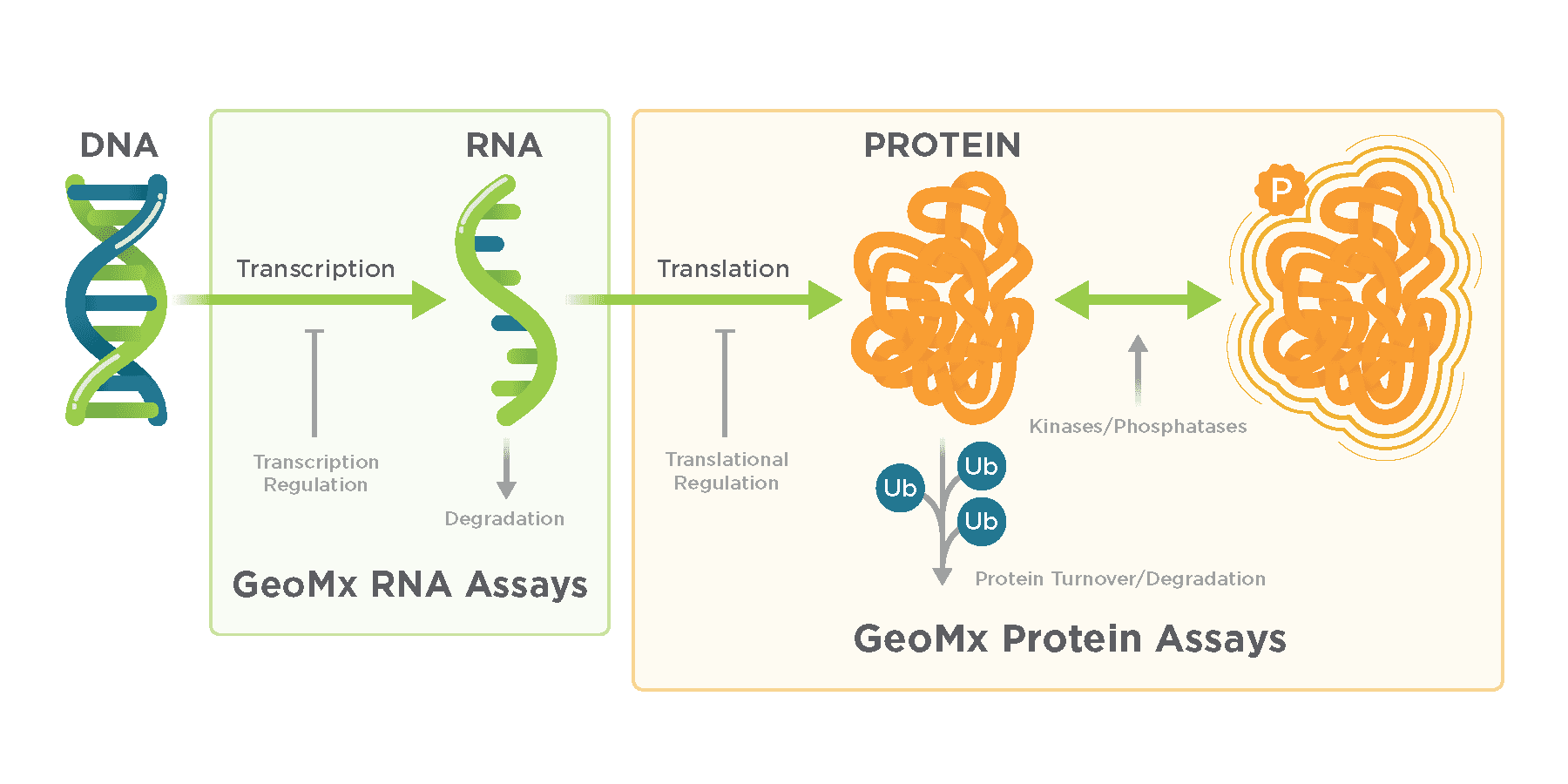 Spatial Proteogenomics | NanoString