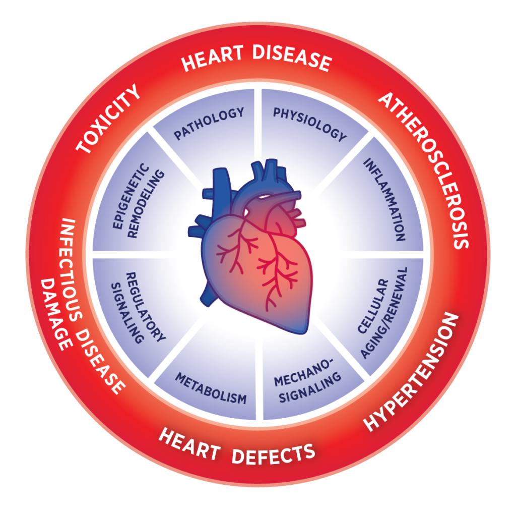 Cardiac and Vascular Imaging - Cardiac - Western University