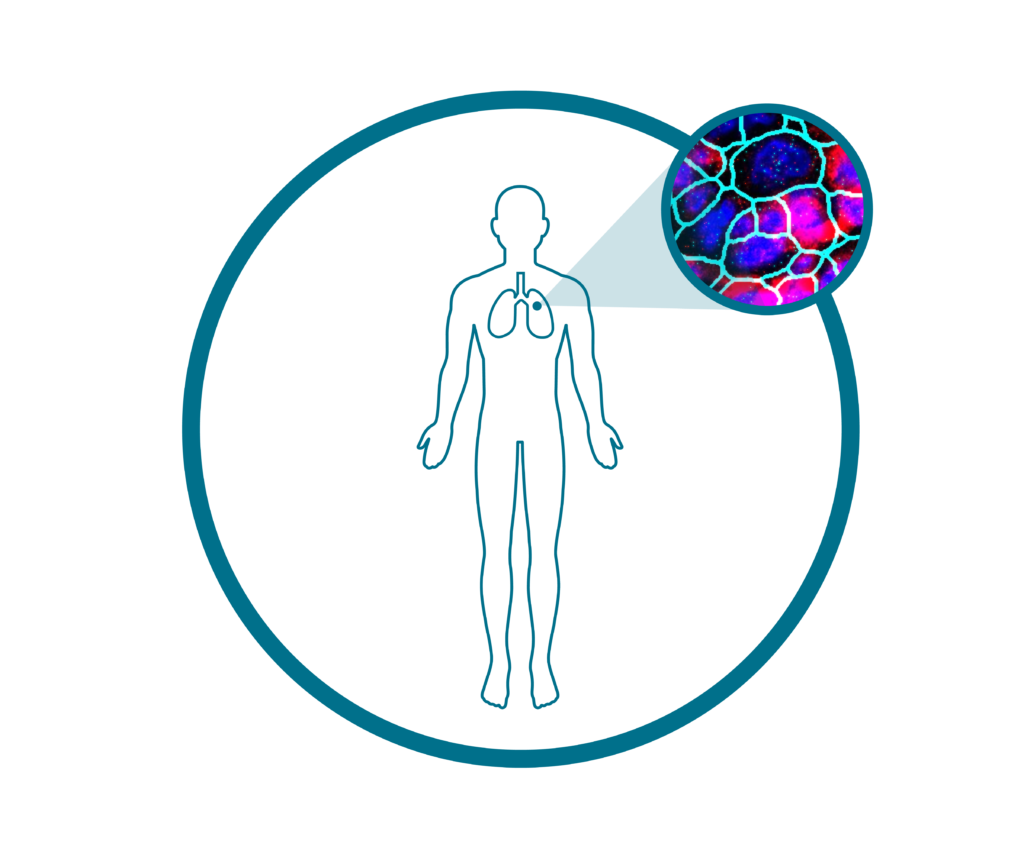 With single-cell imaging, users can look at the location of specific mRNA transcripts within a cell