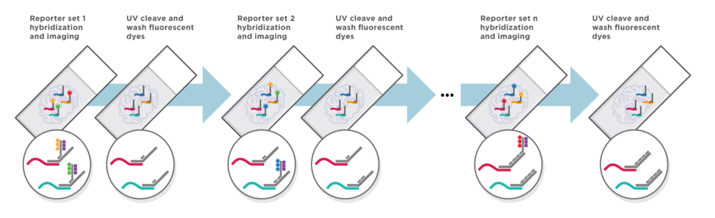 Diagram illustrating single-cell imaging 