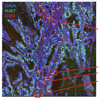 Cell type specific