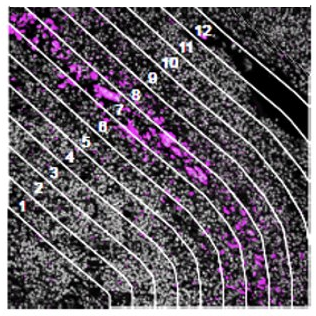 GoeMx contouring image for spatial multiomics