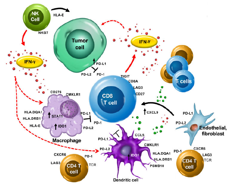 Tumor signaling is made easier with spatial segmentation